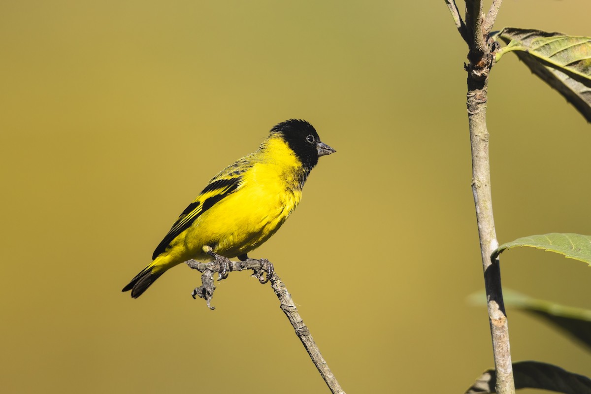Hooded Siskin - ML645454584