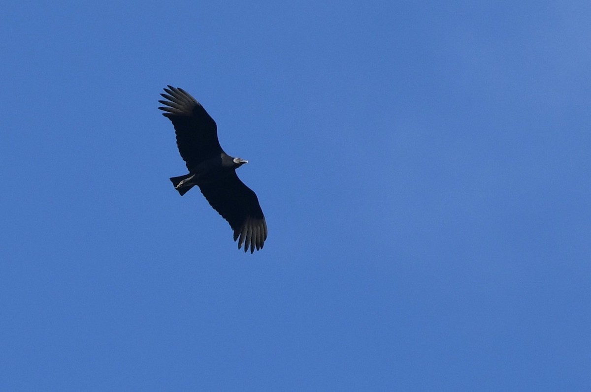 Black Vulture - ML645454588