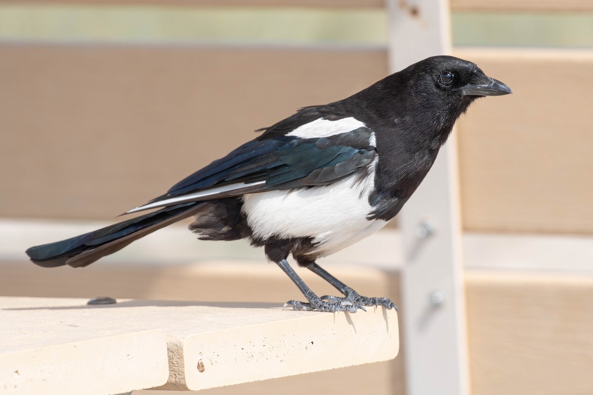 straka americká - ML645454593