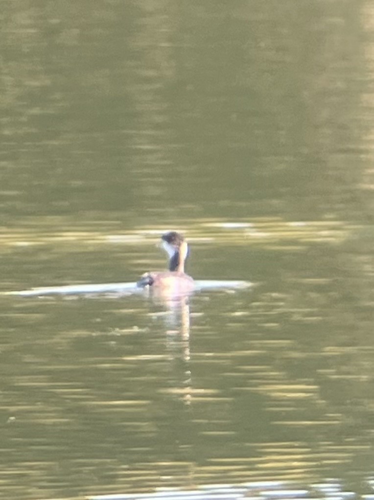 Horned Grebe - ML645454613