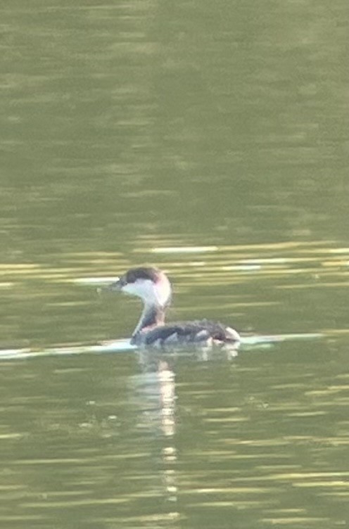 Horned Grebe - ML645454614