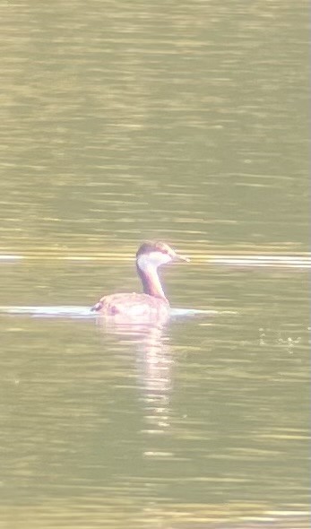 Horned Grebe - ML645454615