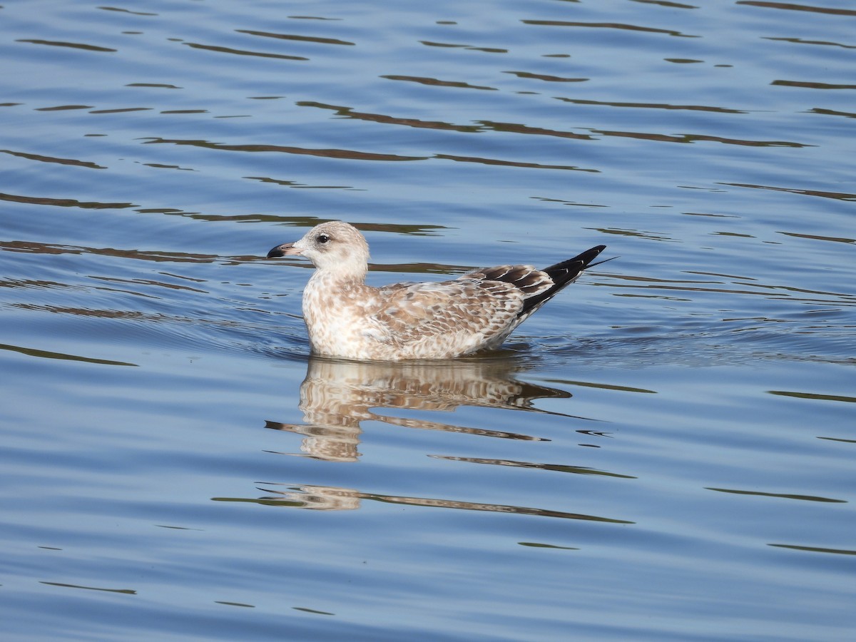 Ring-billed Gull - ML645454621