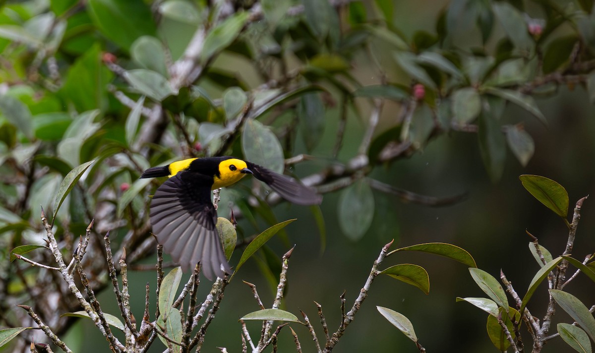 Black-and-yellow Tanager - ML645454625