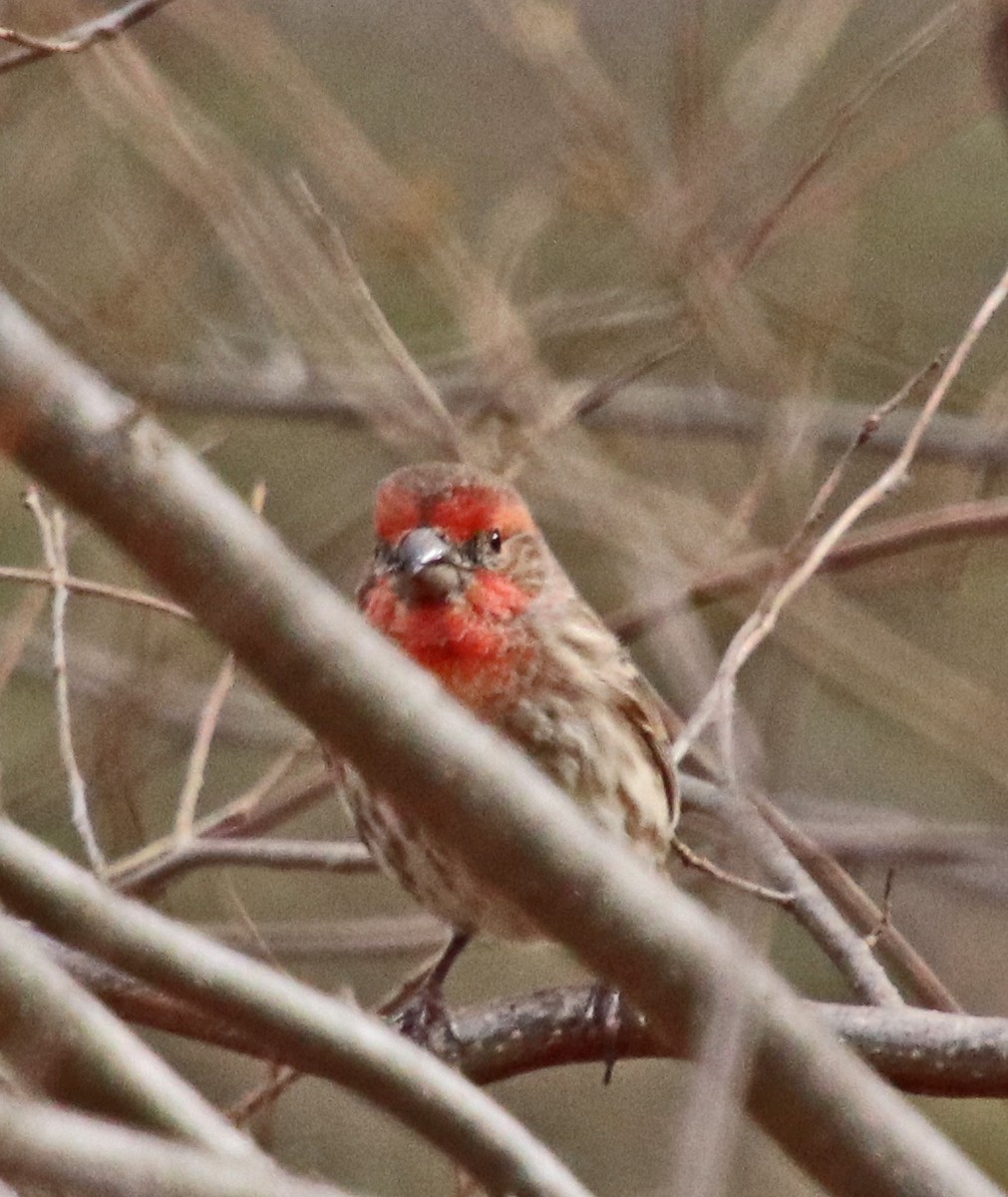 House Finch - ML645454638