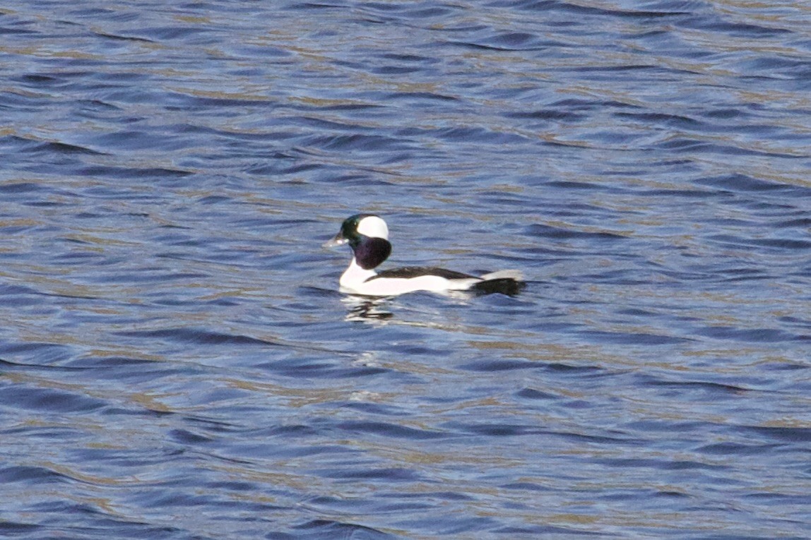 hohol bělavý - ML645454641