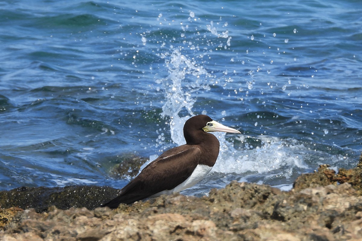 Brown Booby - ML645454683