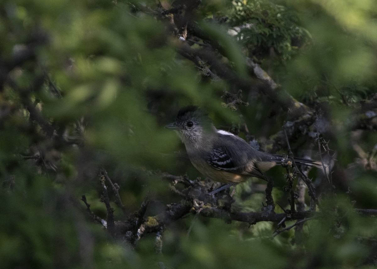 Variable Antshrike - ML645454688