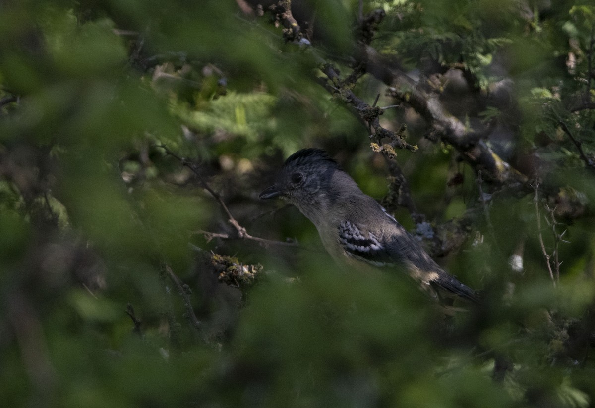 Variable Antshrike - ML645454689