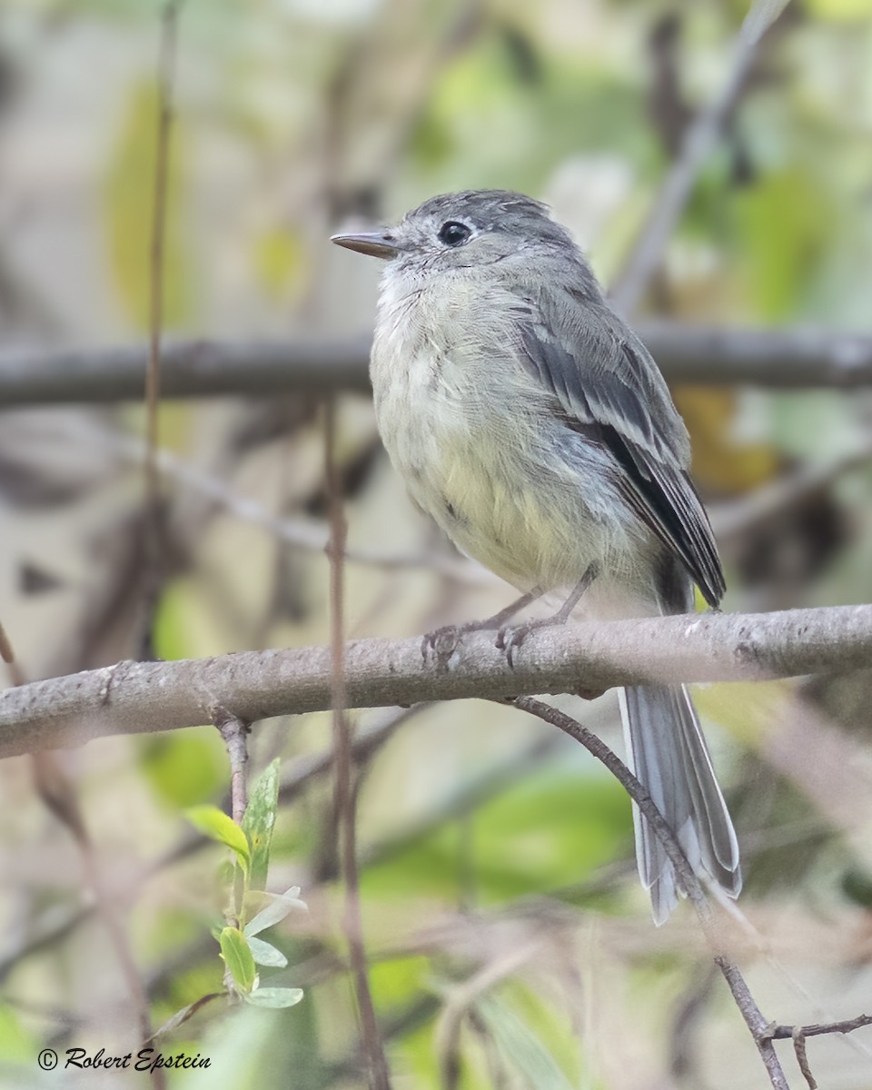 Dusky Flycatcher - ML645454707