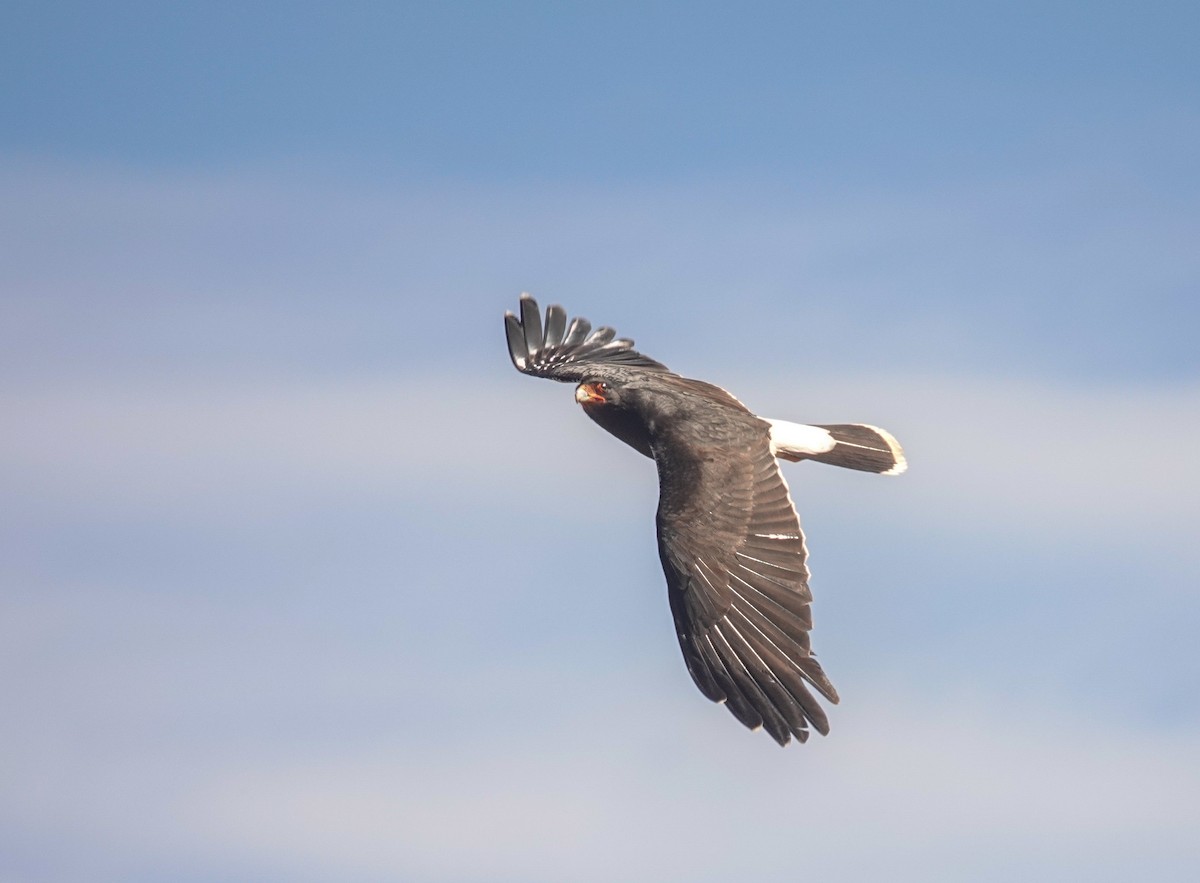 Mountain Caracara - ML645454709