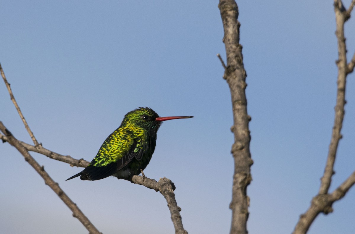 Glittering-bellied Emerald - ML645454714