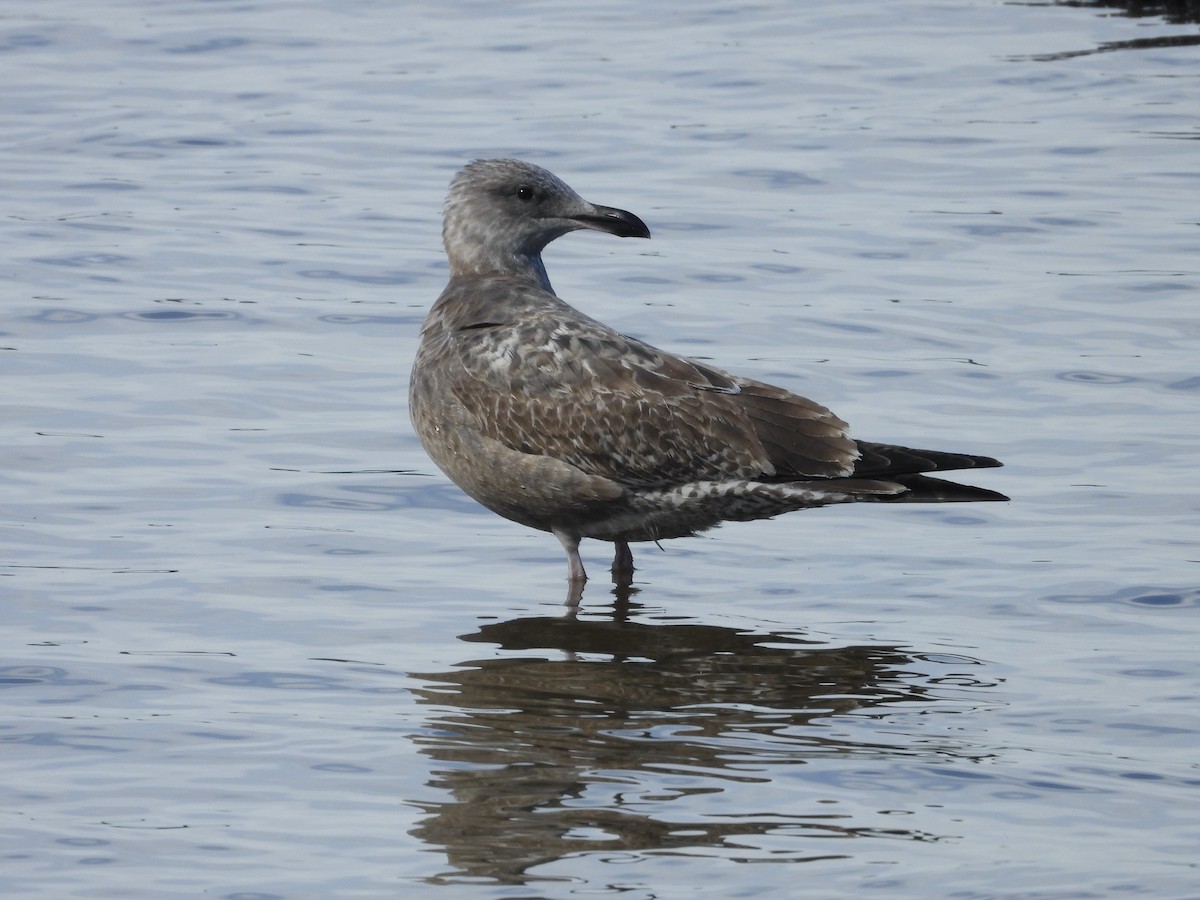 American Herring Gull - ML645454718