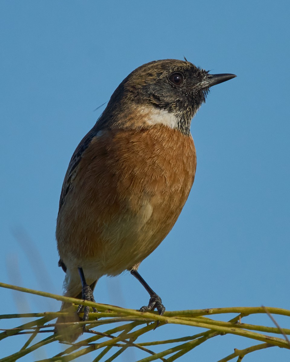 European Stonechat - ML645454721