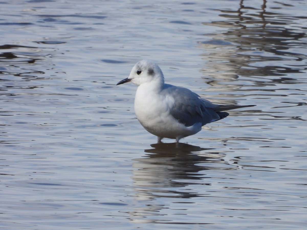 Bonaparte's Gull - ML645454725