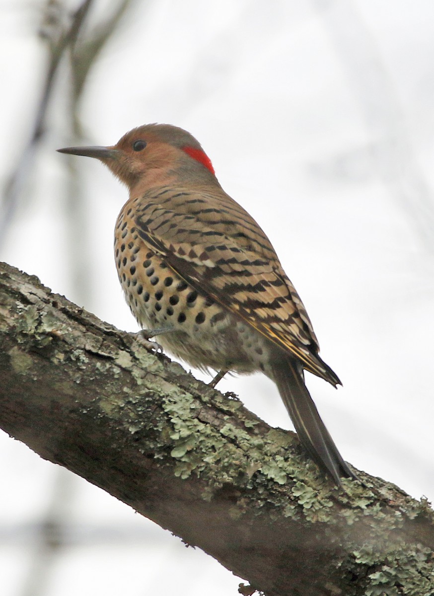 Northern Flicker - ML645454729