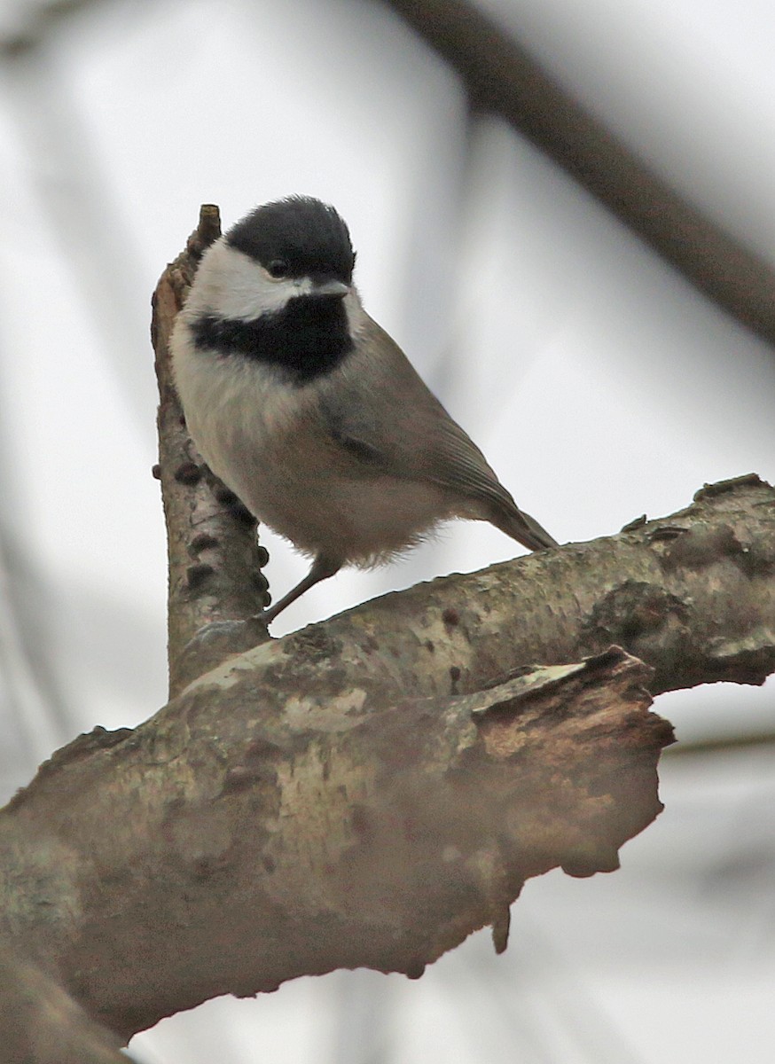 Каролинская гаичка - ML645454746