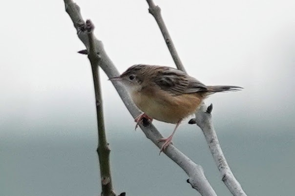 棕扇尾鶯 - ML645454751