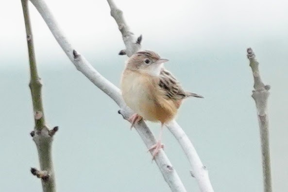 棕扇尾鶯 - ML645454752