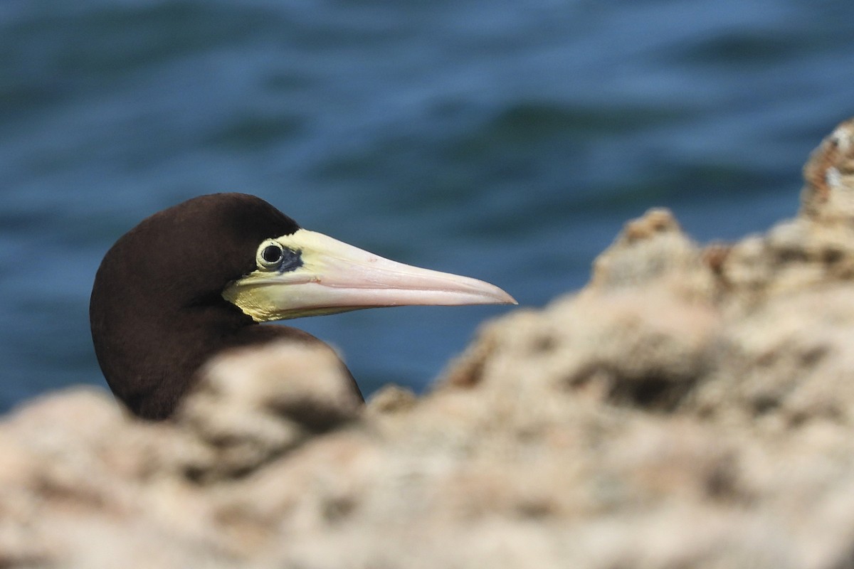 Brown Booby - ML645454754