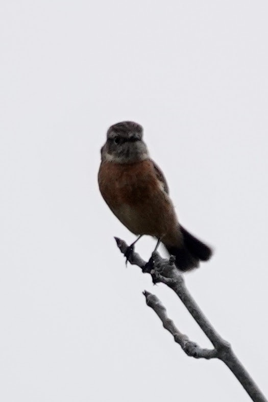 European Stonechat - ML645454757
