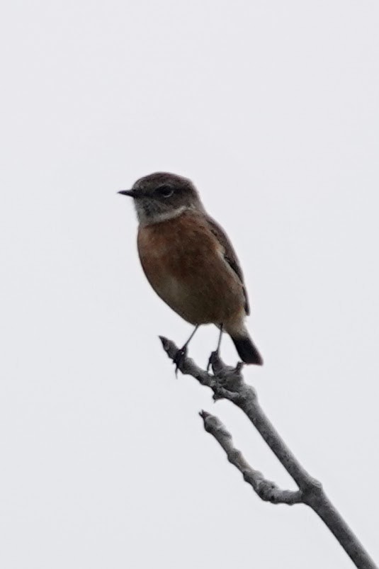 European Stonechat - ML645454758