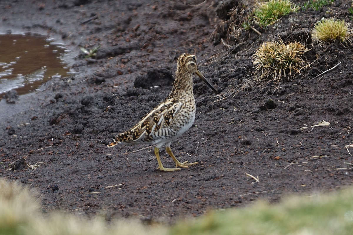 bekasina žlutonohá - ML645454762