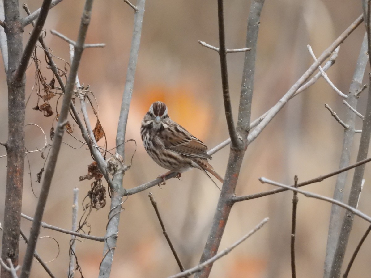Song Sparrow - ML645454769