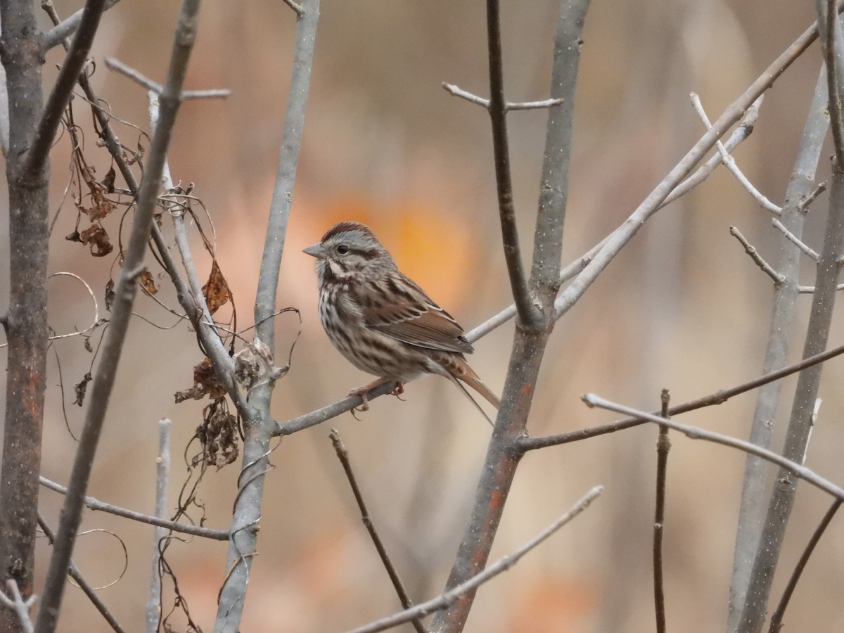 Song Sparrow - ML645454770