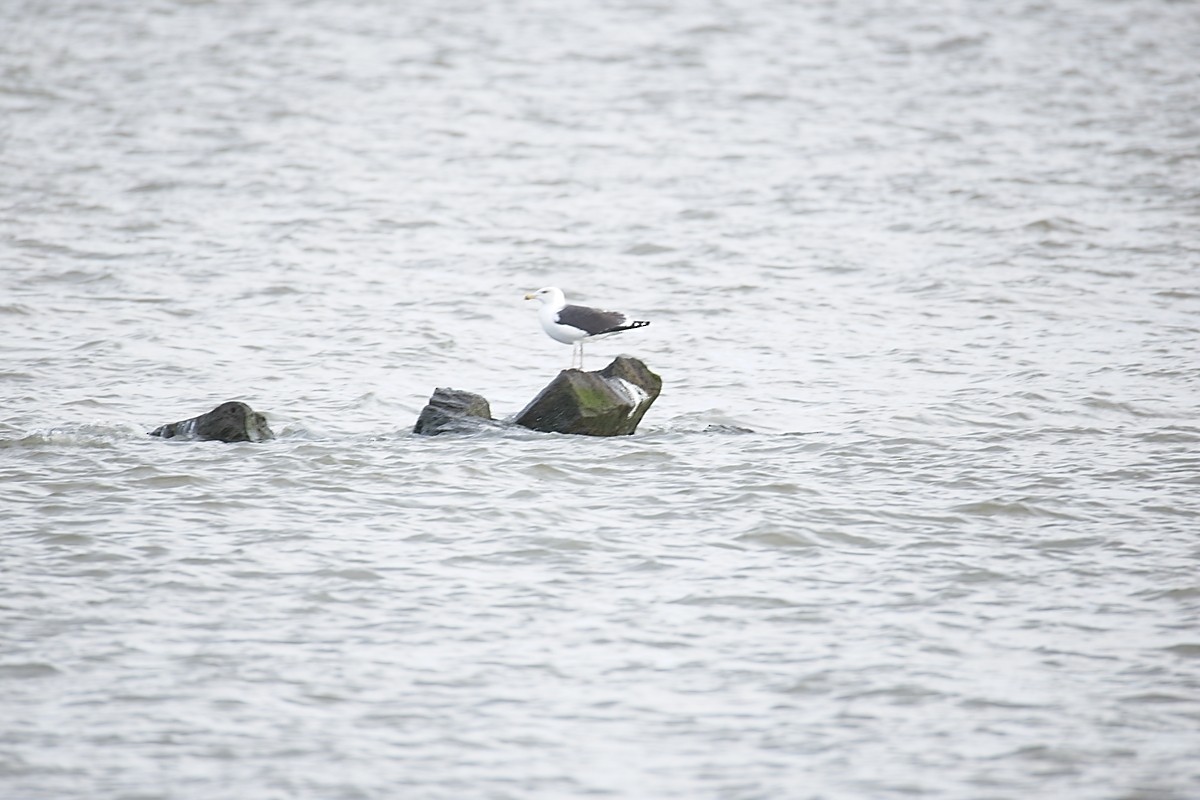 Great Black-backed Gull - ML645454775
