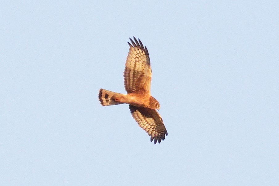 Northern Harrier - ML645454782