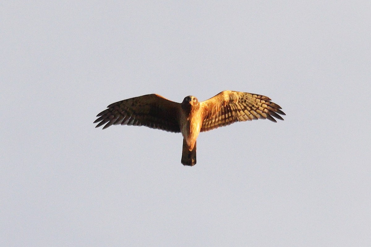 Northern Harrier - ML645454783