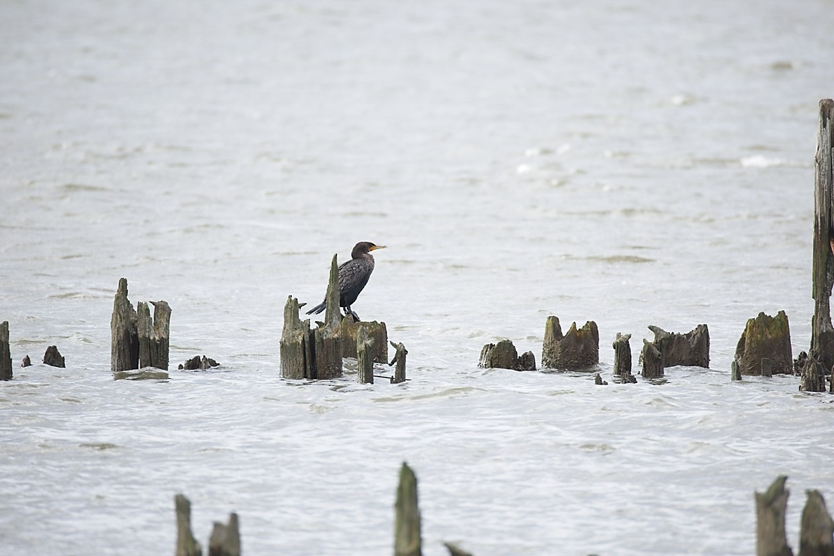 totoppskarv - ML645454785