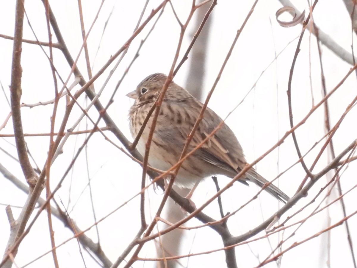 Vesper Sparrow - ML645454788