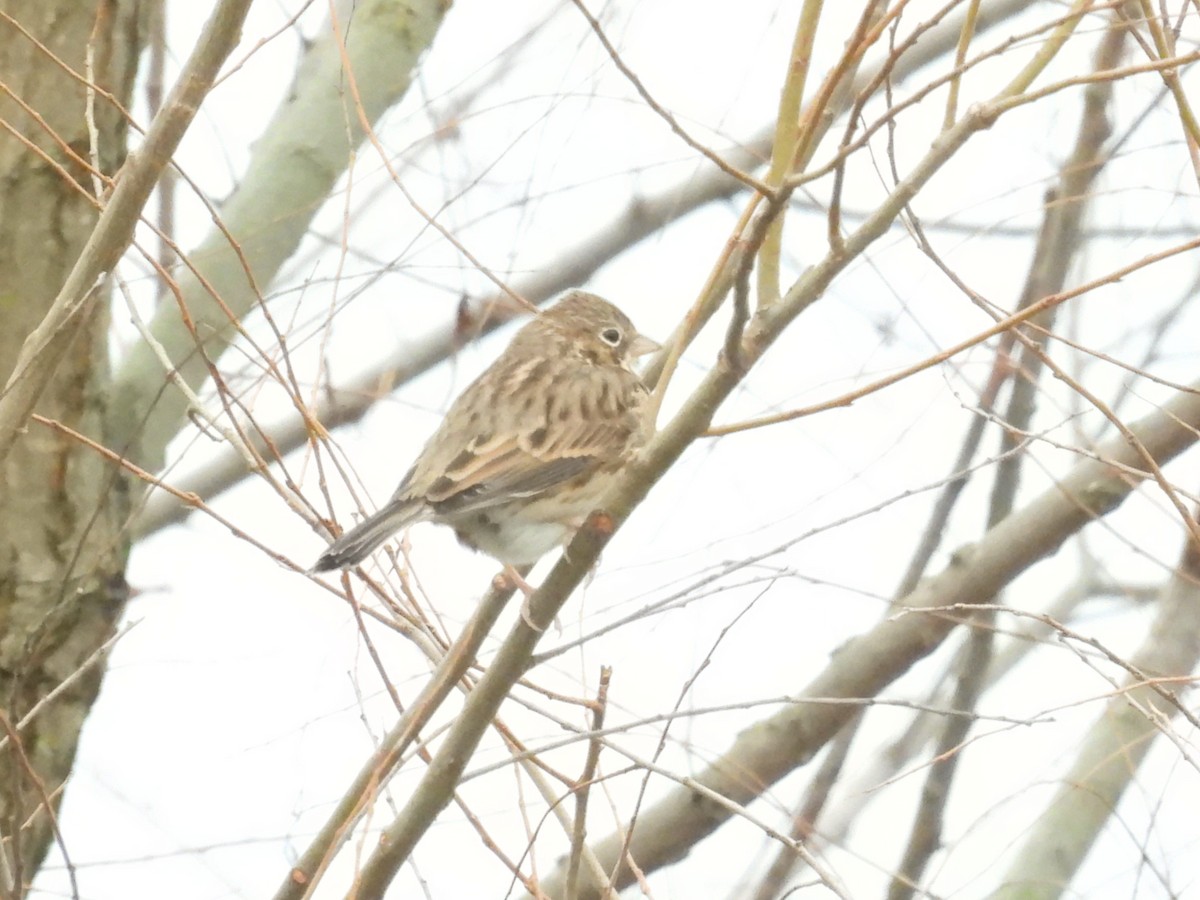 Vesper Sparrow - ML645454790