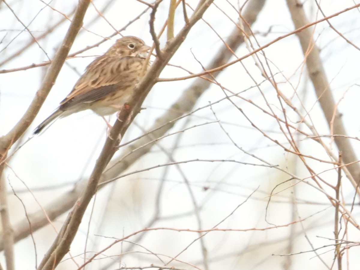 Vesper Sparrow - ML645454791