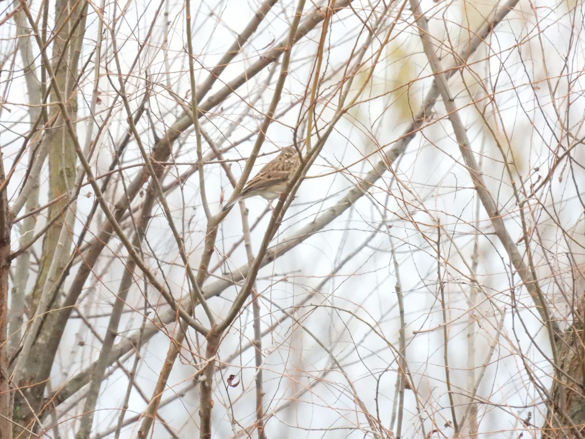 Vesper Sparrow - ML645454792