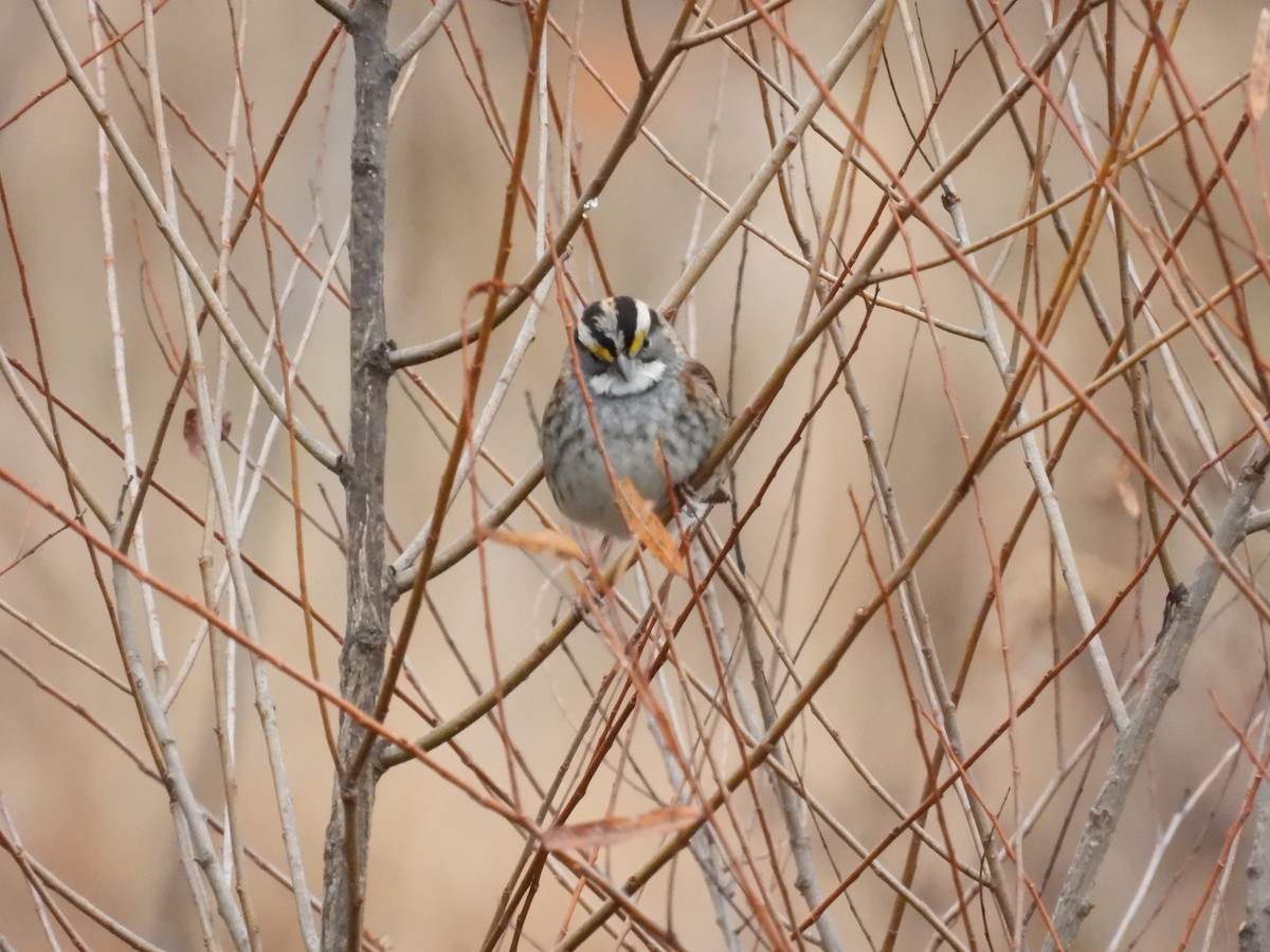 White-throated Sparrow - ML645454808