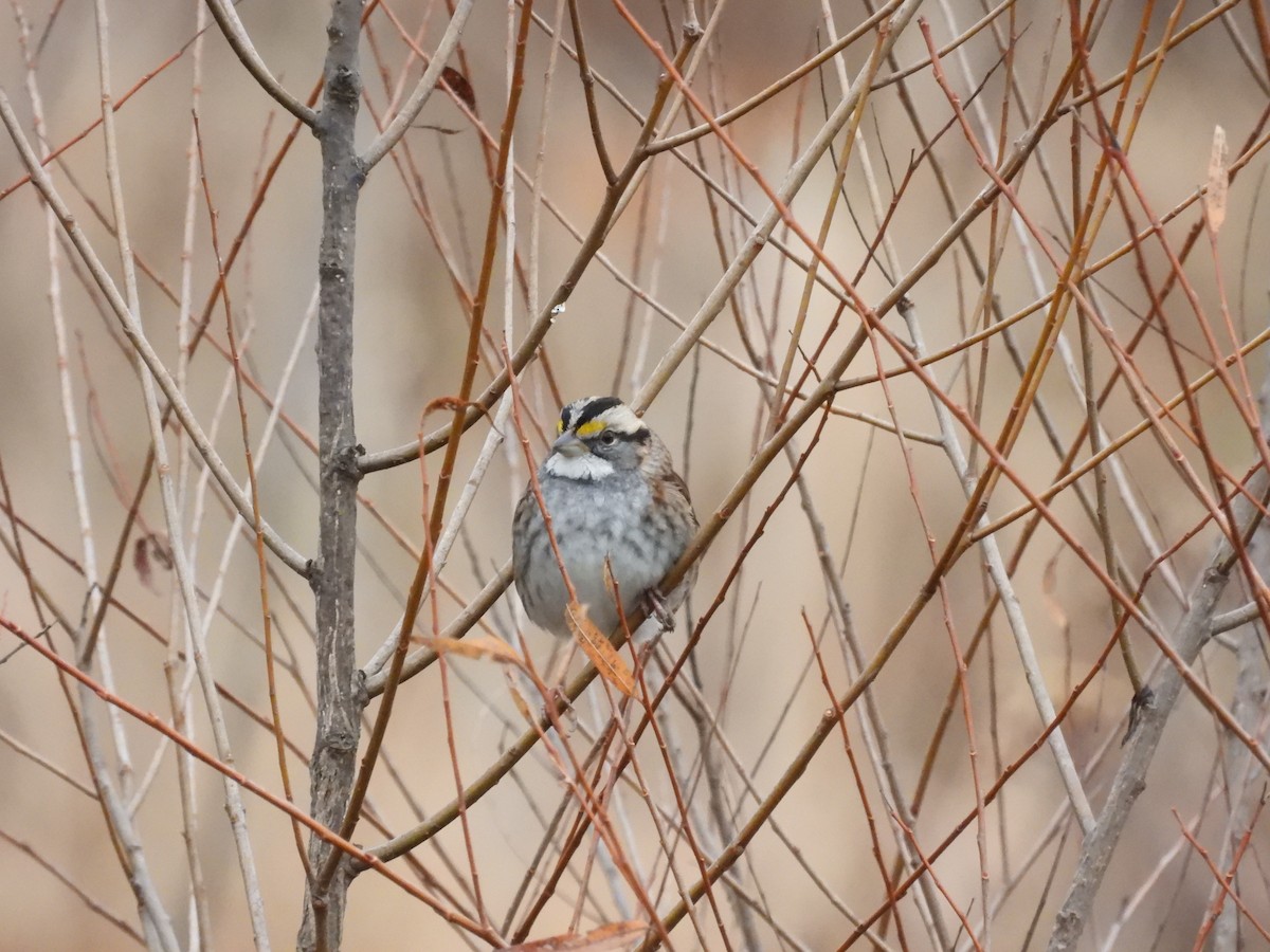 White-throated Sparrow - ML645454809