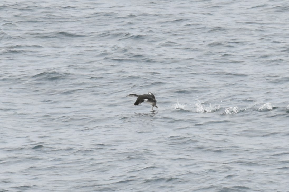 Grèbe jougris - ML645454813