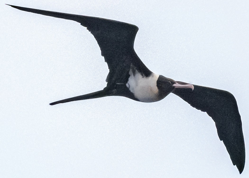 Lesser Frigatebird - ML645454820