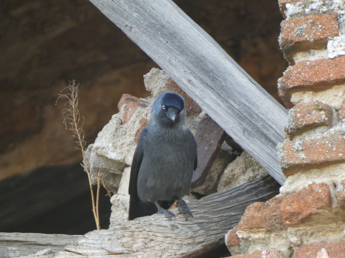 Eurasian Jackdaw - ML645454824