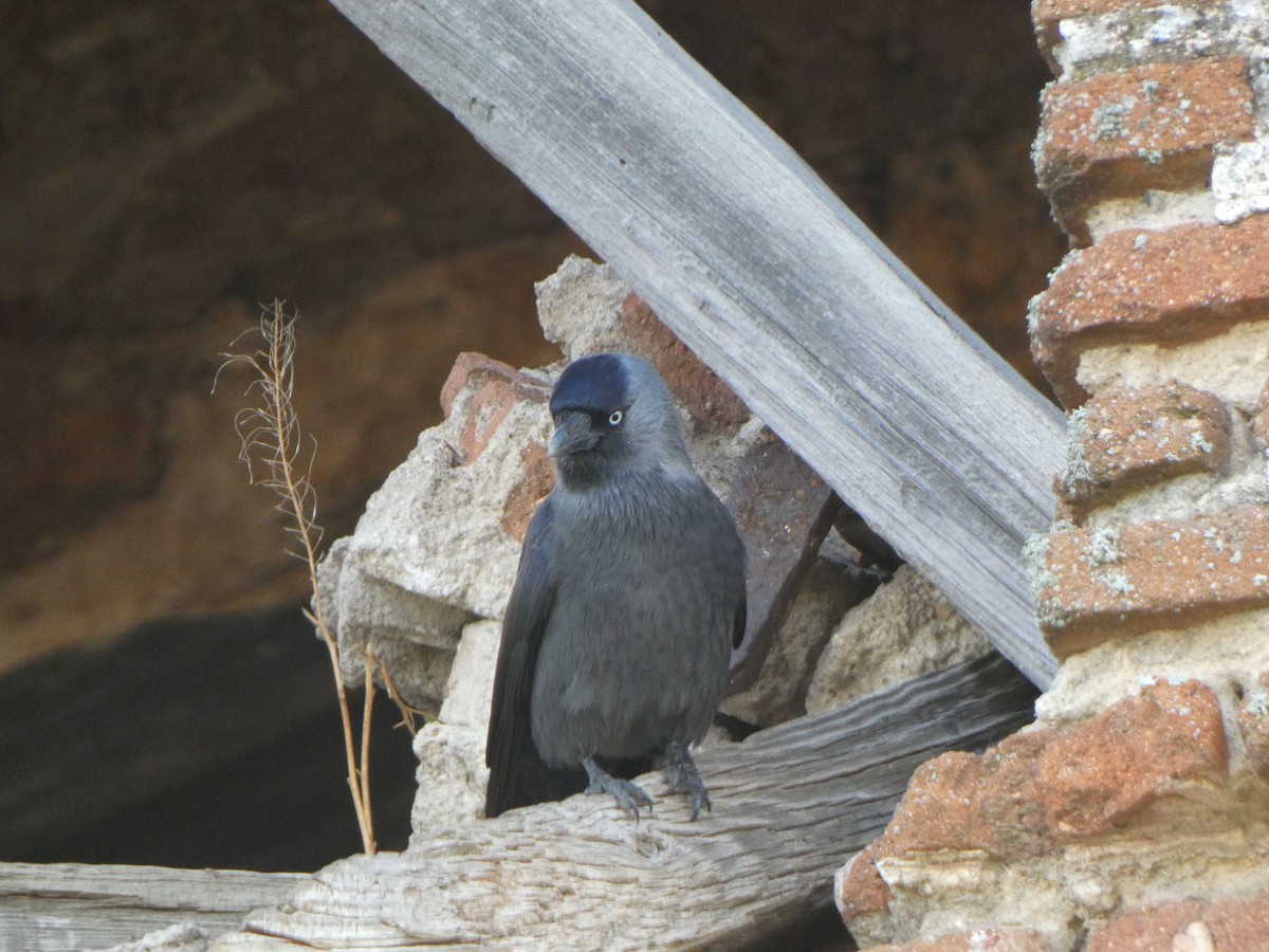 Eurasian Jackdaw - ML645454825