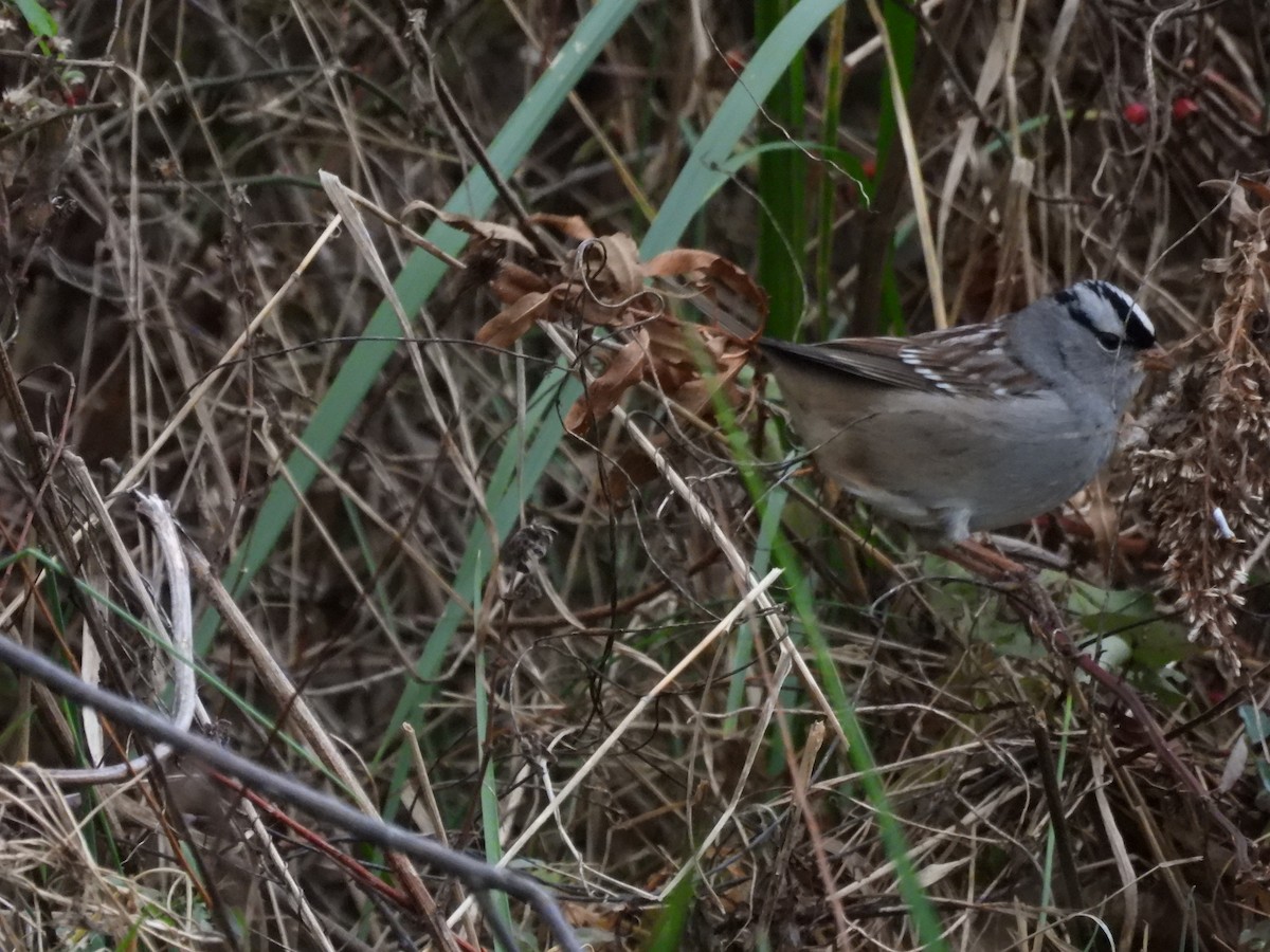 White-crowned Sparrow - ML645454827