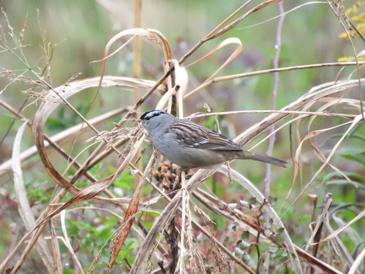 White-crowned Sparrow - ML645454828