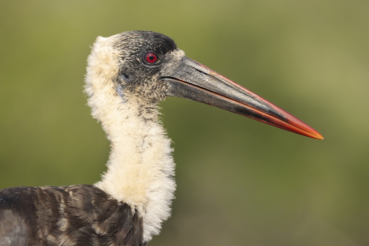 African Woolly-necked Stork - ML645454833