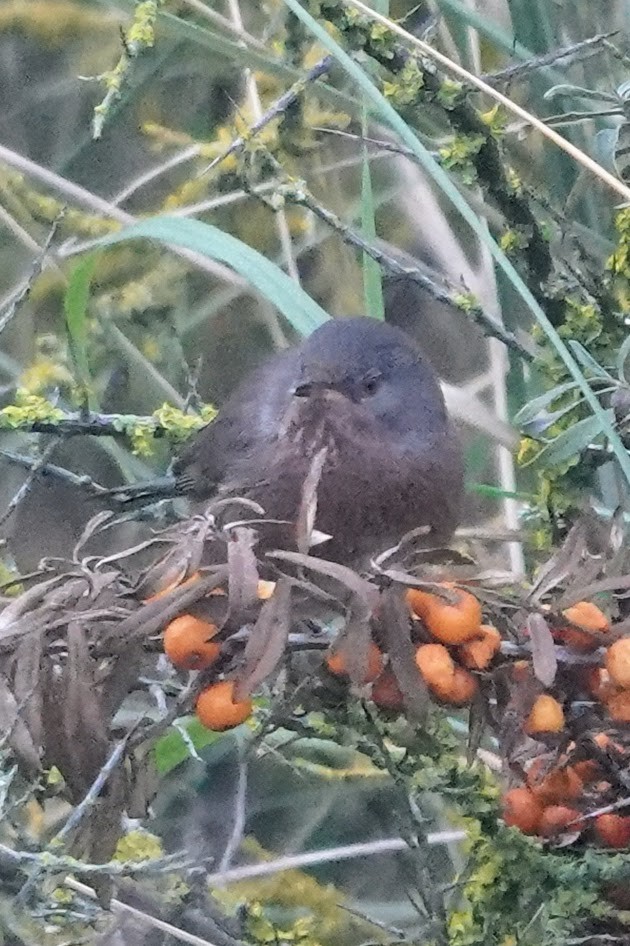 Magnanina comune - ML645454837