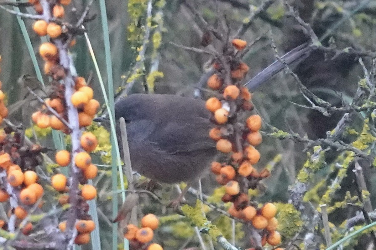 Magnanina comune - ML645454838