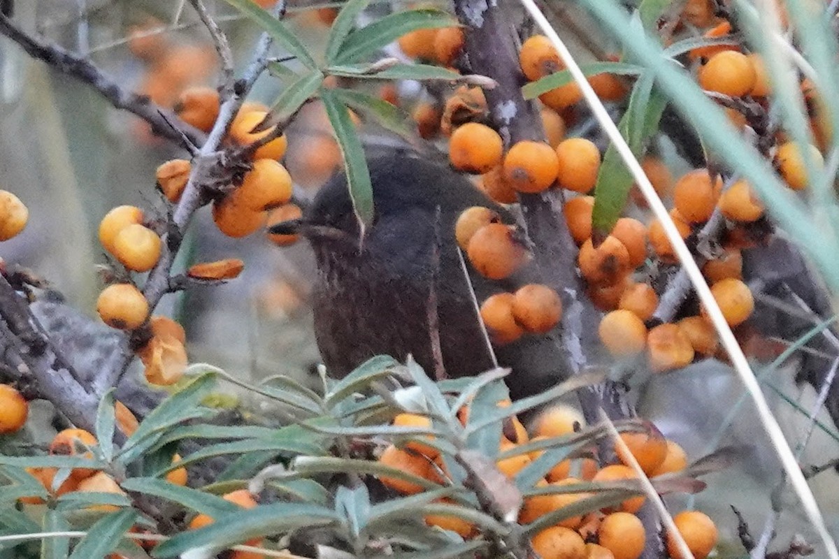 Magnanina comune - ML645454839