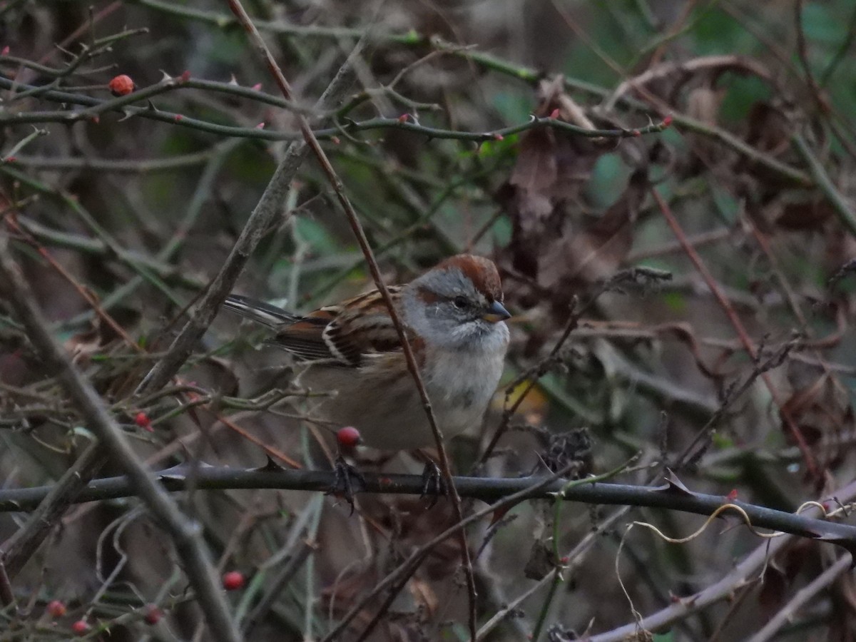 American Tree Sparrow - ML645454842